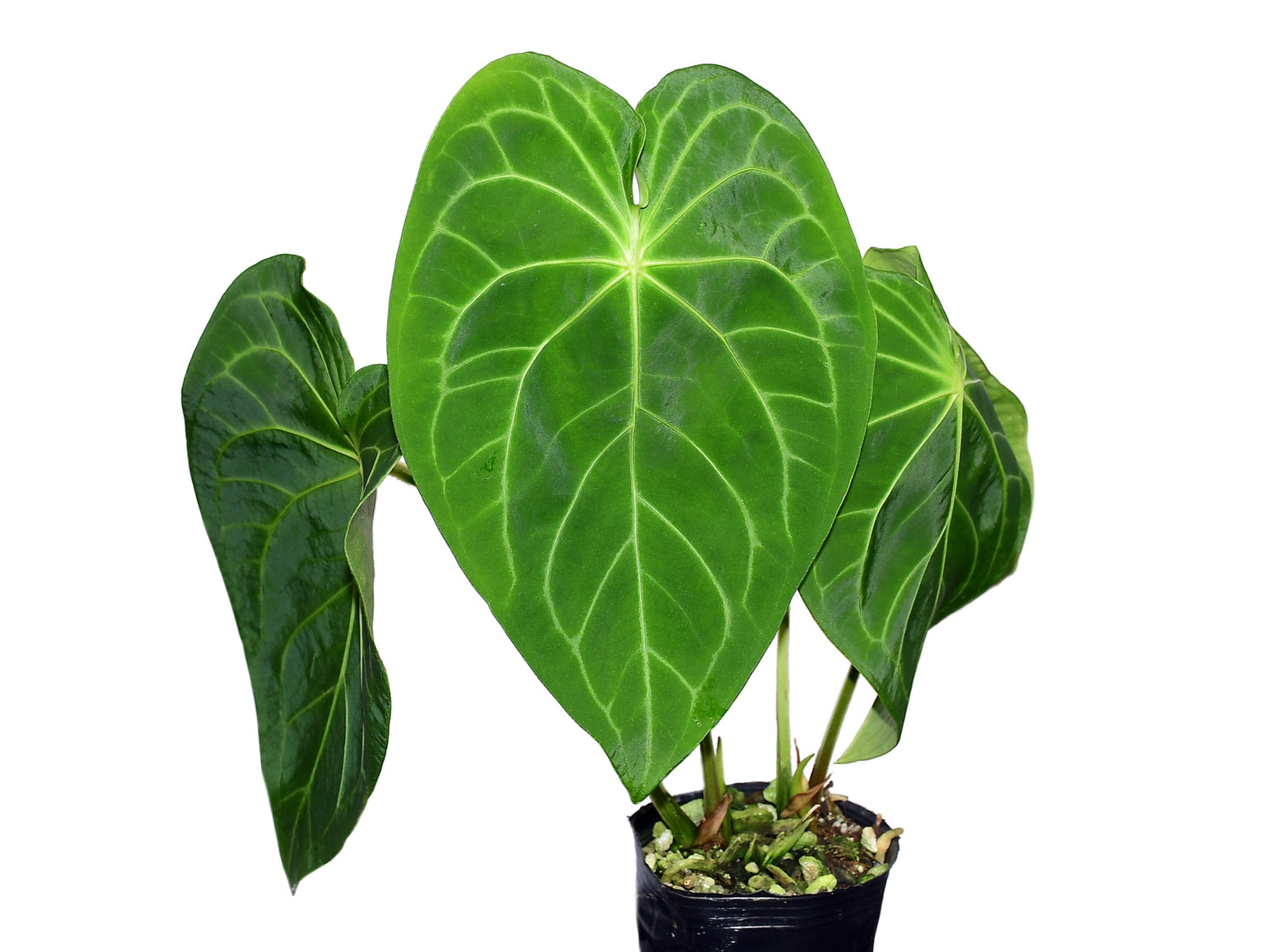 anthurium magnificent Anthurium Magnificent Silver — Ecuagenera Orquídeas del Ecuador