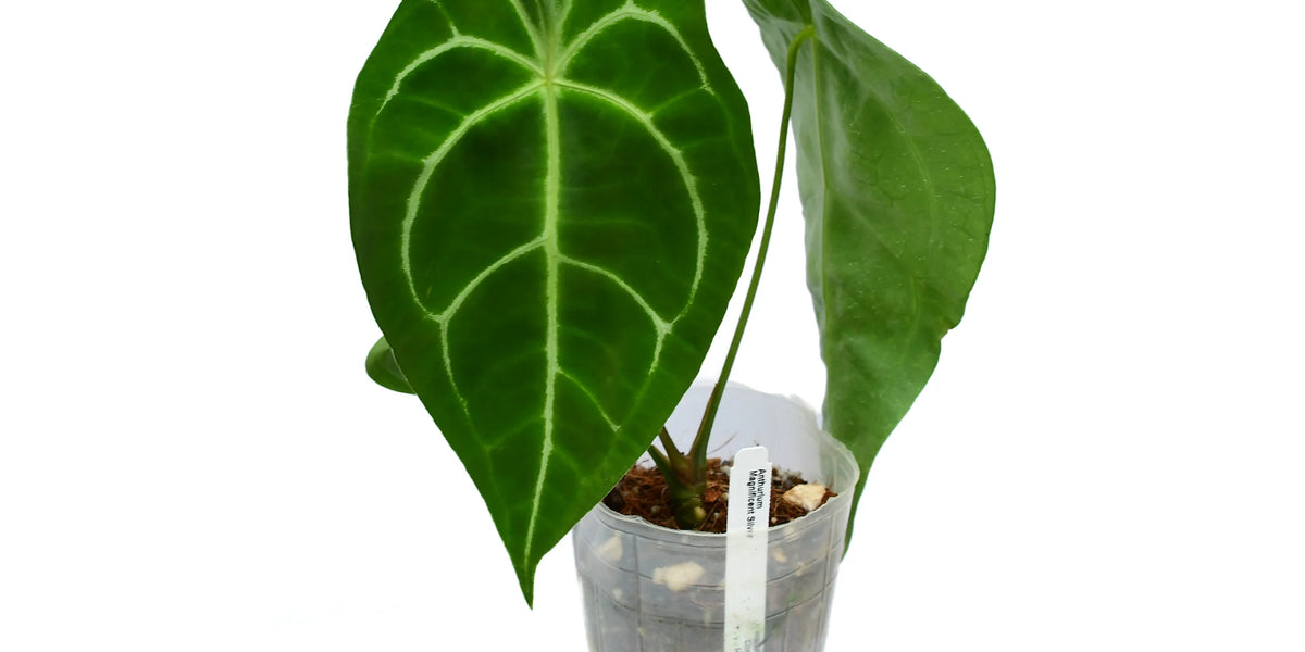 Anthurium_Magnificent_Silver_1
