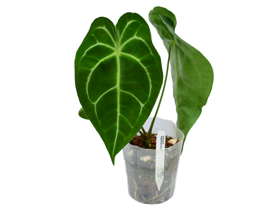 Anthurium Magnificent Silver