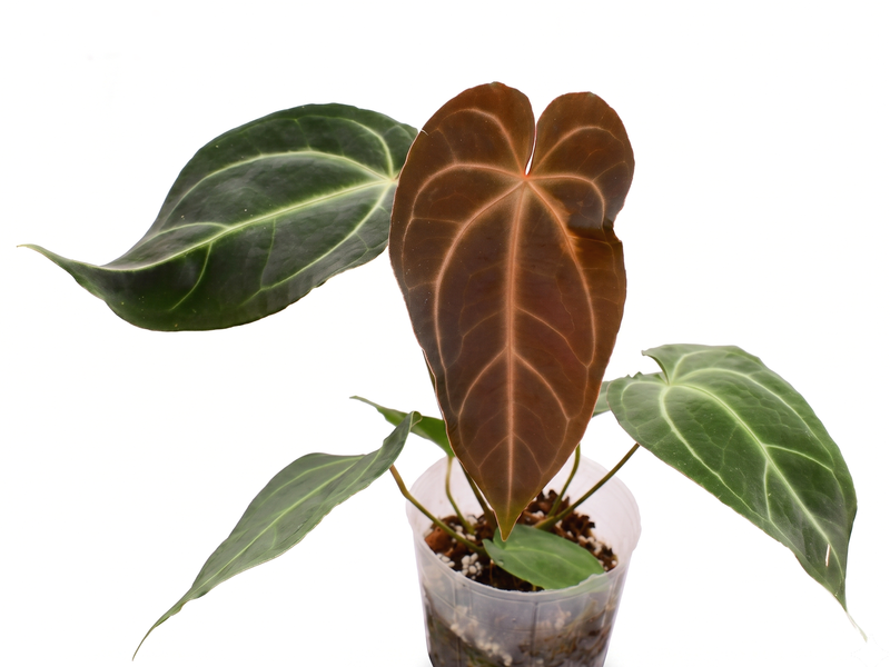 Anthurium Magnificent Silver 'Hibrido'