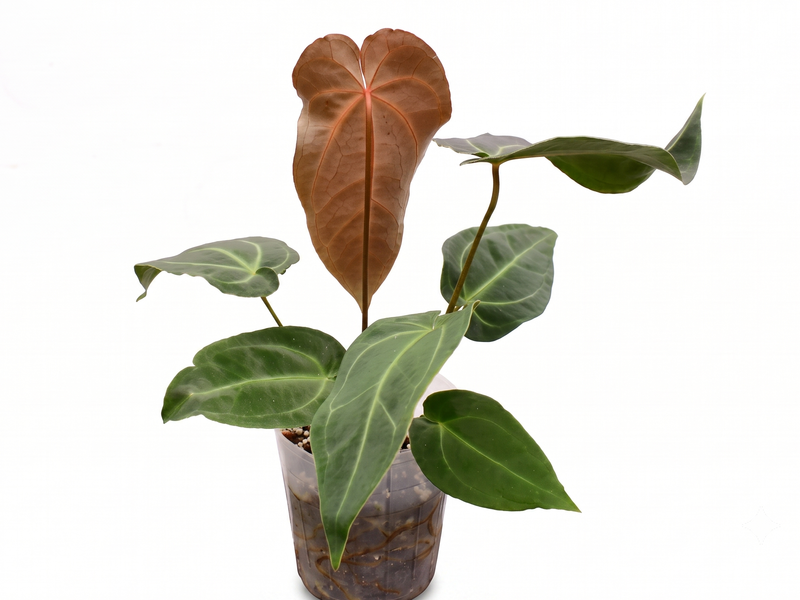 Anthurium Magnificent Silver 'Hibrido'