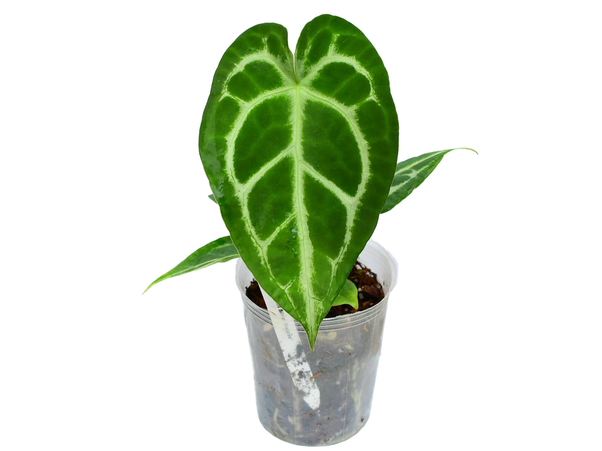 Anthurium Magnificent Silver — Ecuagenera Orquídeas del Ecuador