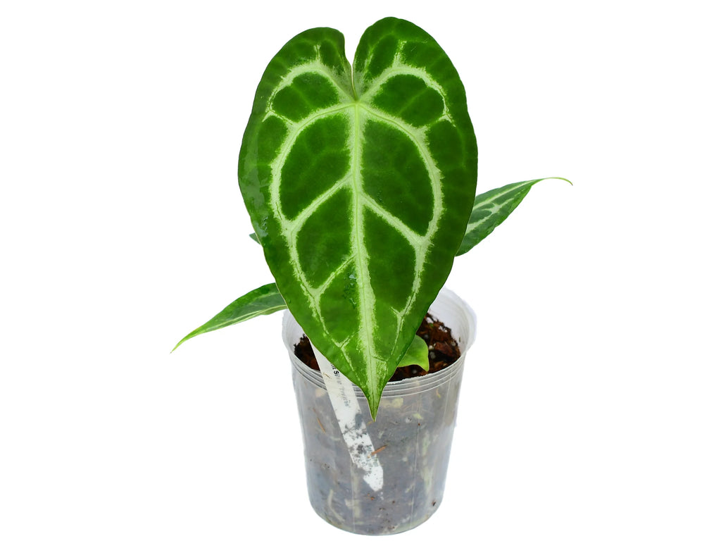 Anthurium Magnificent Silver — Ecuagenera Orquídeas del Ecuador