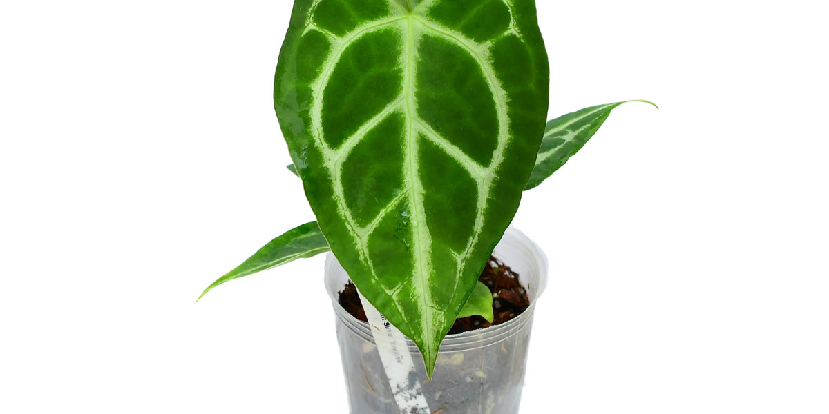 Anthurium Magnificent Silver — Ecuagenera Orquídeas del Ecuador