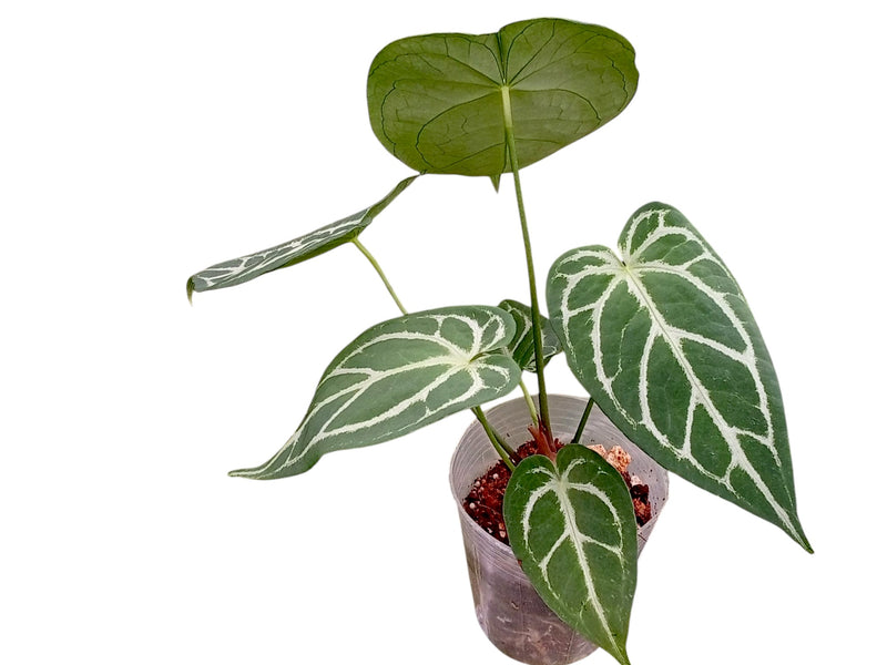 anthurium silver blush mature Anthurium Magnificent Silver x Anthurium Silver Blush