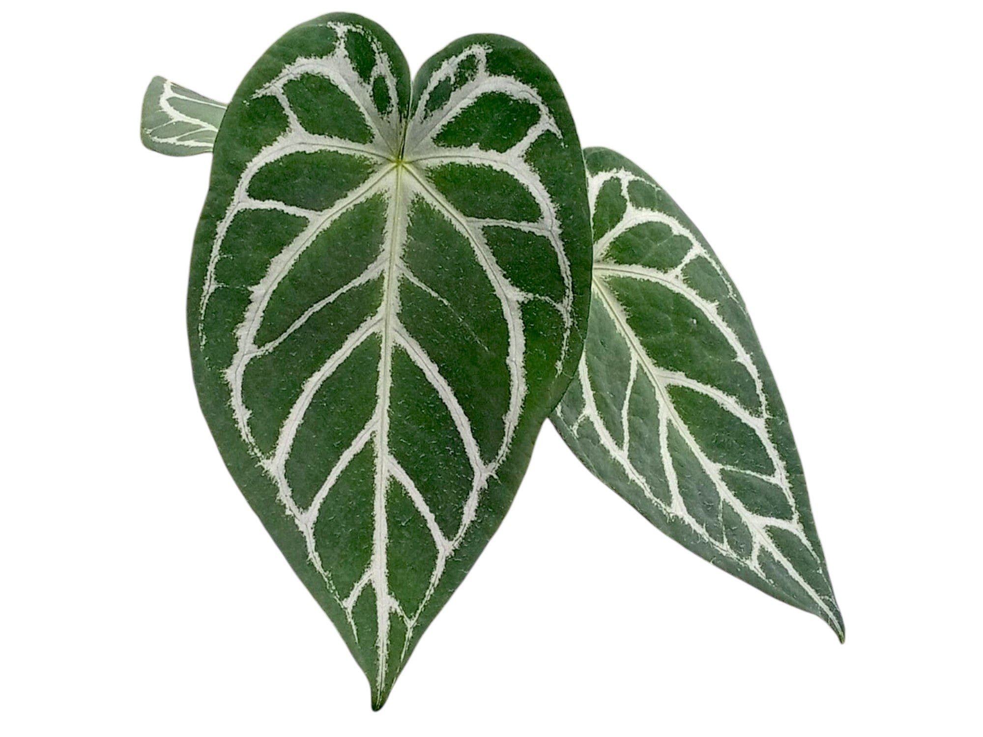 Anthurium Magnificent Silver x Anthurium Silver Blush — Ecuagenera