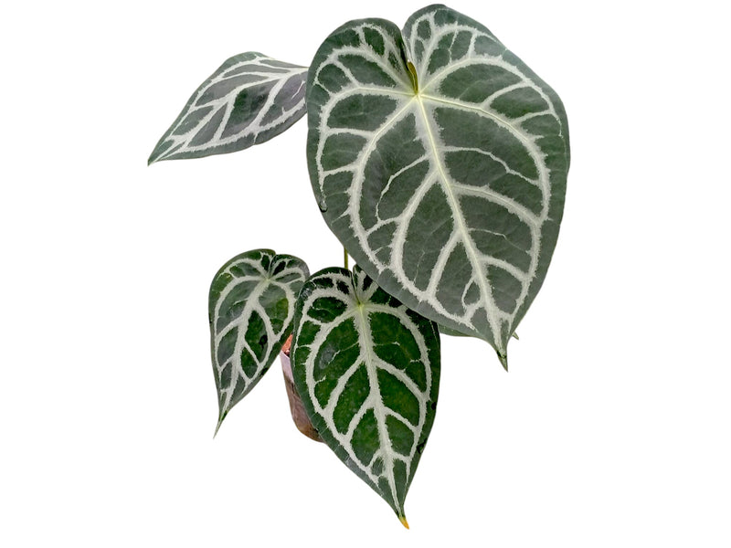anthurium silver dragon Anthurium Magnificent Silver x Anthurium Silver Blush — Ecuagenera Orquídeas del Ecuador