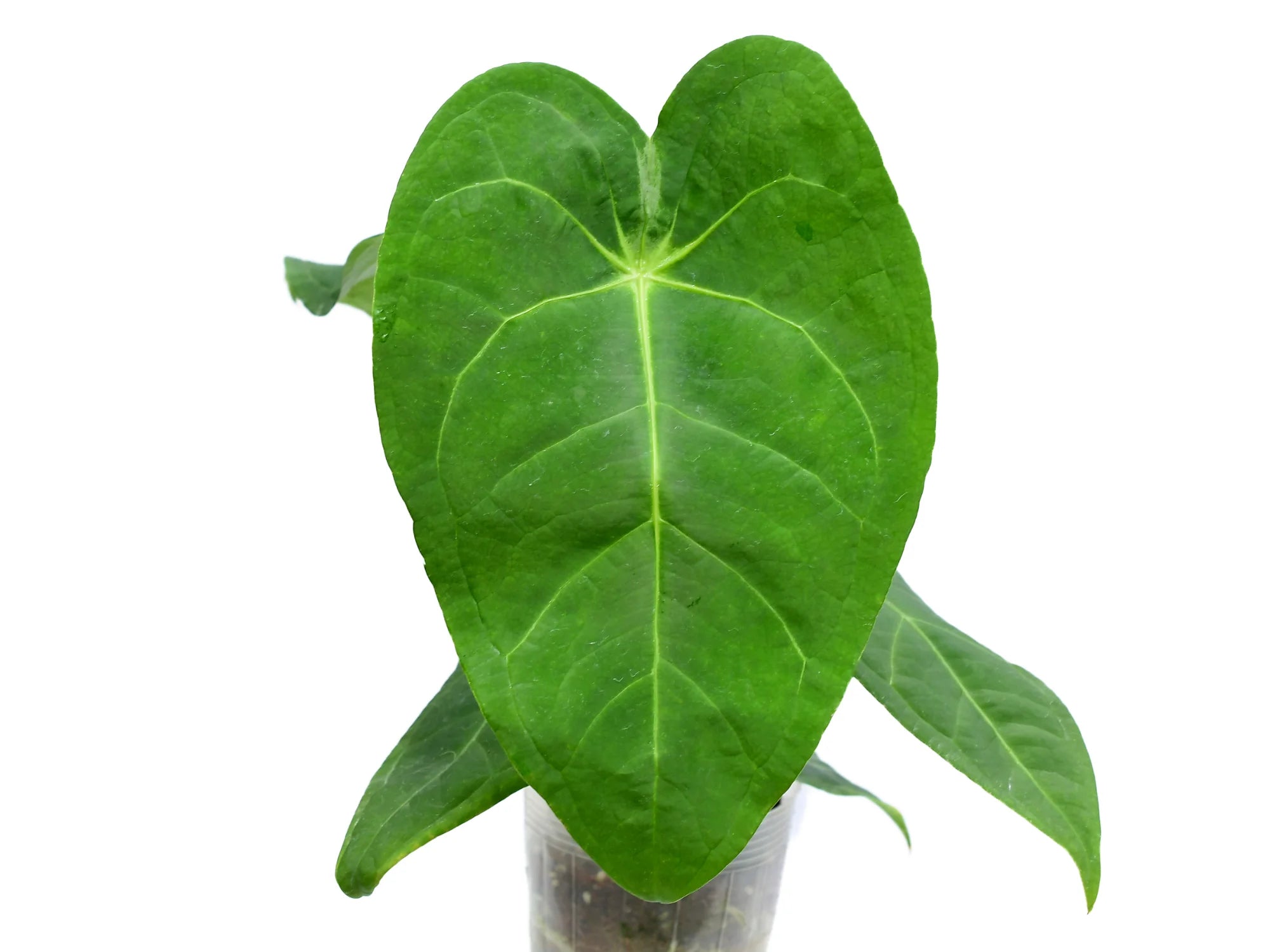 Anthurium Magnificent Silver 'Jolly'