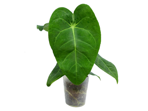 anthurium jolly Anthurium Magnificent Silver 'Jolly' — Ecuagenera Orquídeas del Ecuador