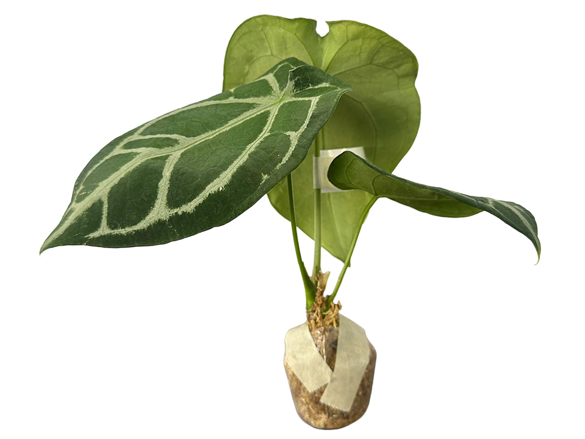 Anthurium Magnificent Silver — Ecuagenera Orquídeas del Ecuador