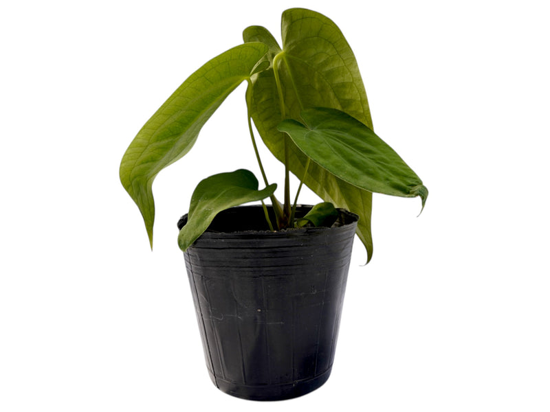 Anthurium Magnificent Silver inverse crossing x Anthurium papillilaminum