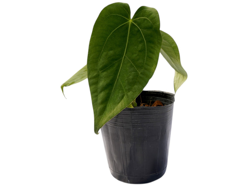 Anthurium Magnificent Silver inverse crossing x Anthurium papillilaminum