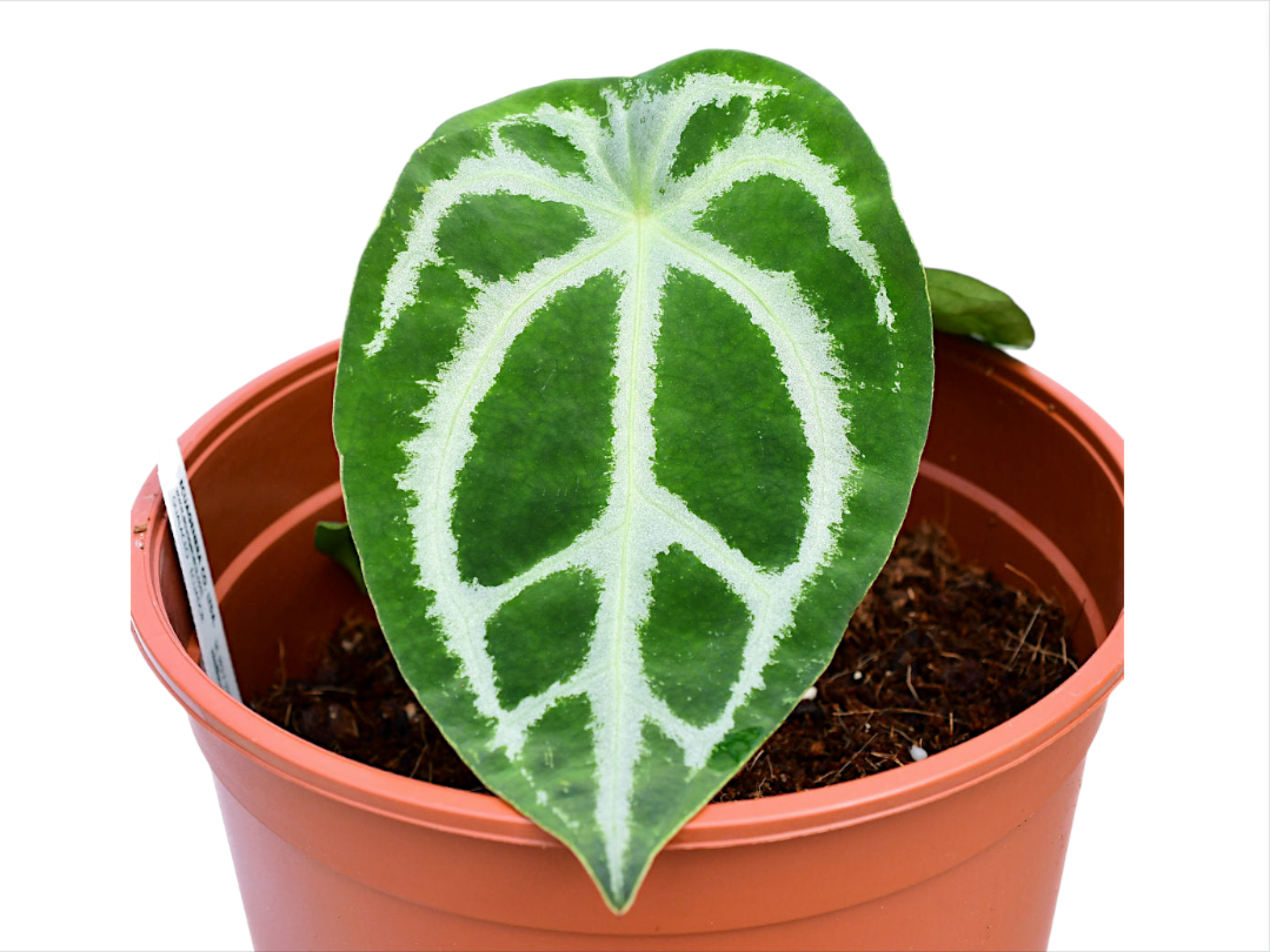 ジェンムーブクイーン AP 50ml Anthurium Magnificent Silver (seedling) — Ecuagenera Orquídeas del