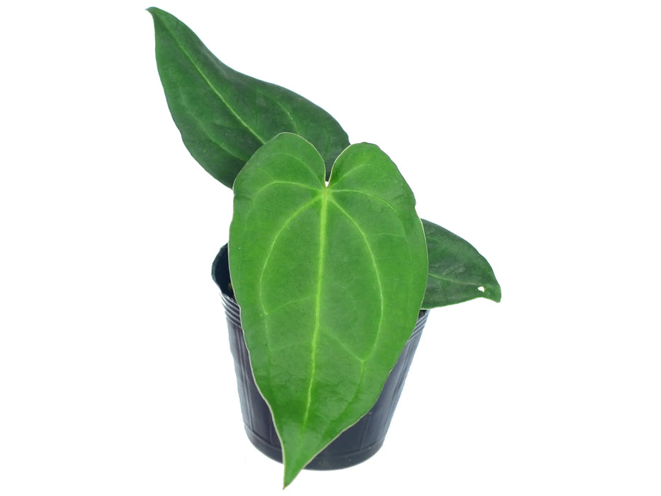 Anthurium Magnificent Silver (seedling)