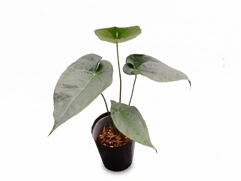 Anthurium Magnificent Silver x (Anth. Jungle Dreams x Anth. nigrolaminum 'Gigi')