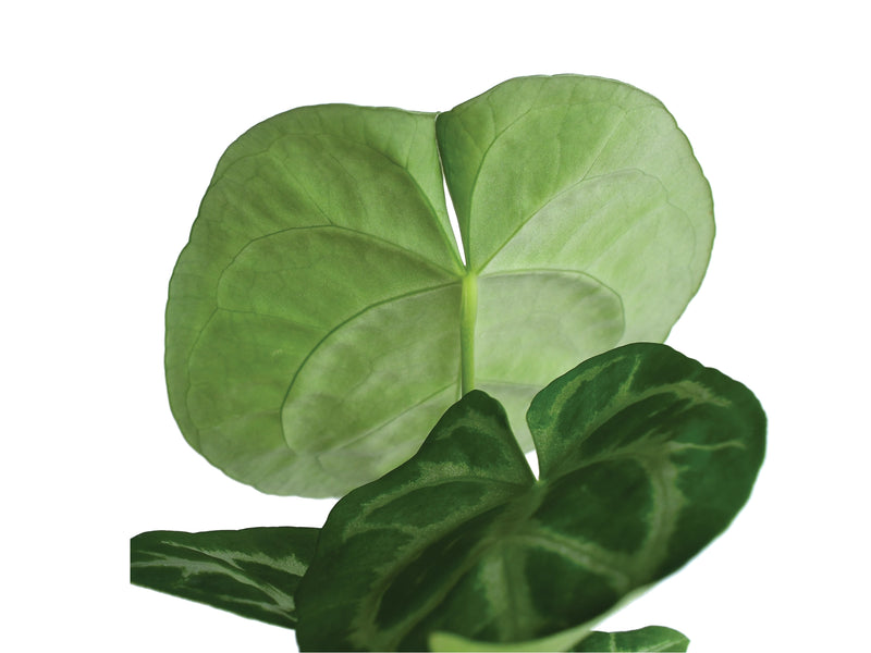 Anthurium Magnificent Silver x Anthurium Silver Blush