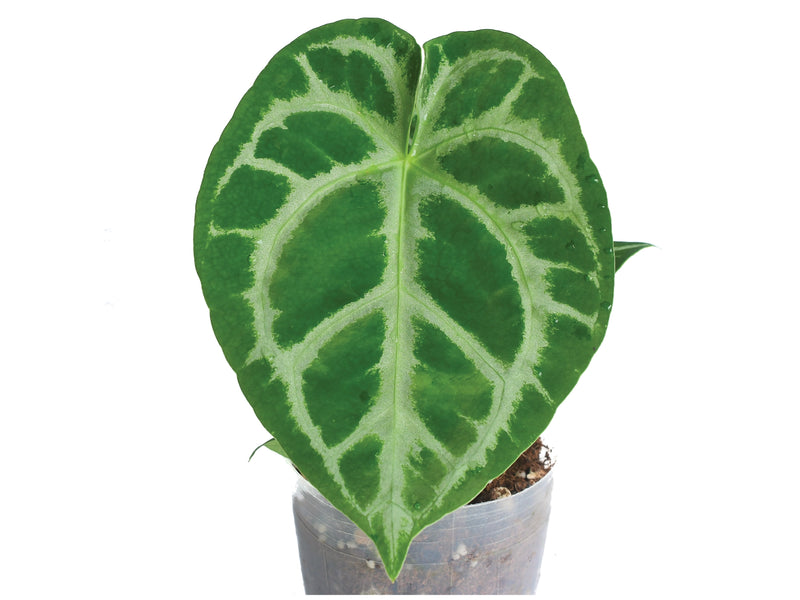 Anthurium Magnificent Silver x Anthurium Silver Blush