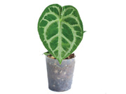 anthurium ruffles with silver Anthurium Magnificent Silver x Anthurium Silver Blush — Ecuagenera Orquídeas del Ecuador