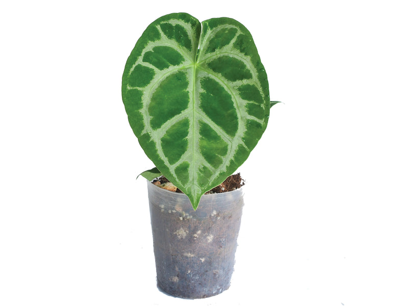 Anthurium Magnificent Silver x Anthurium Silver Blush