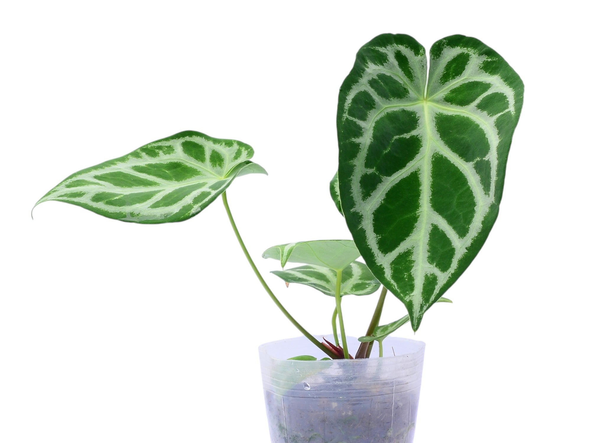 silver blush anthurium Anthurium Magnificent Silver x Anthurium Silver Blush — Ecuagenera  Orquídeas del Ecuador