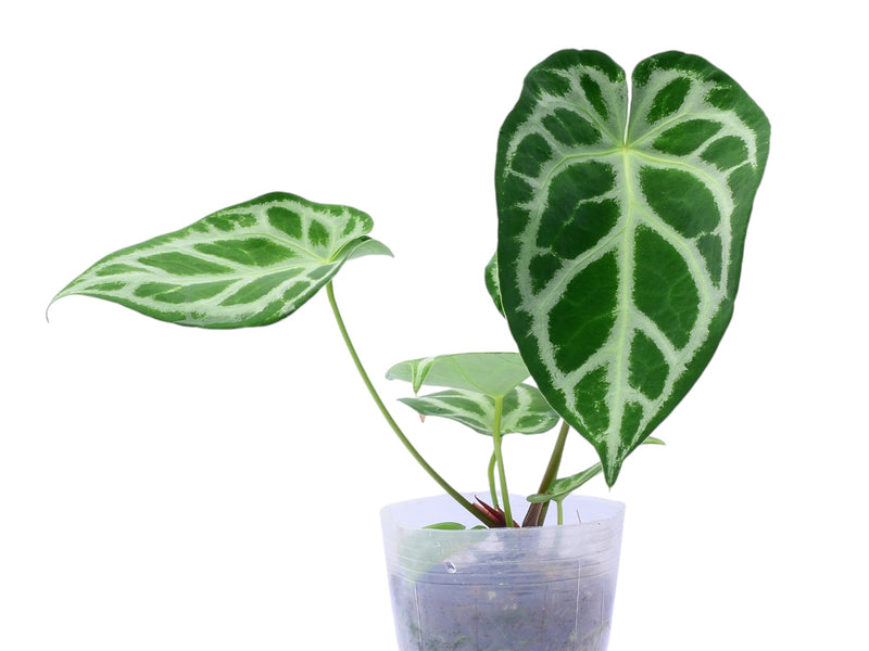 Anthurium Magnificent Silver x Anthurium Silver Blush