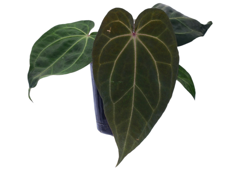 Anthurium Memory Fernando Caamaño