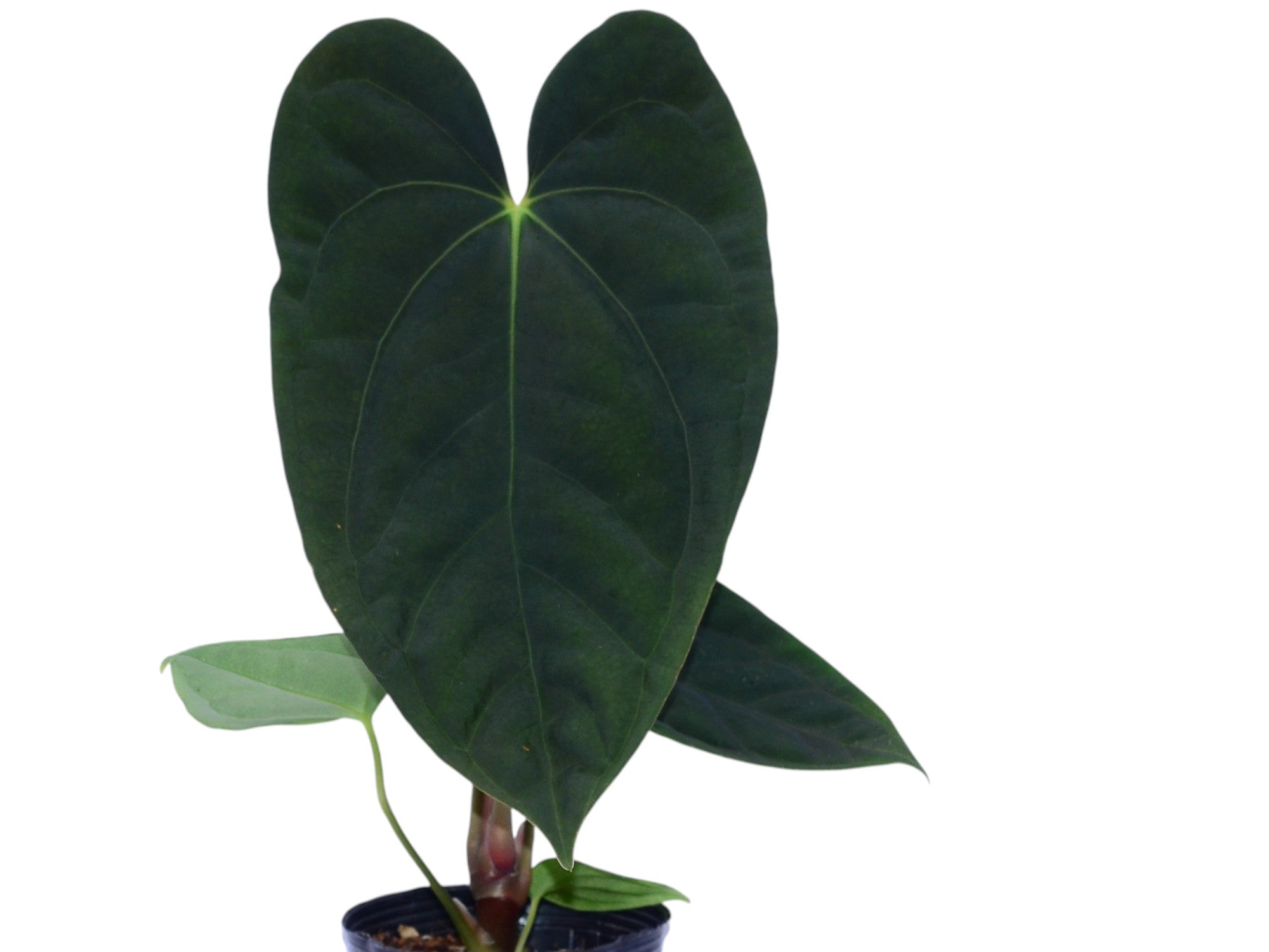 Anthurium Midnight Moon — Ecuagenera Orquídeas del Ecuador