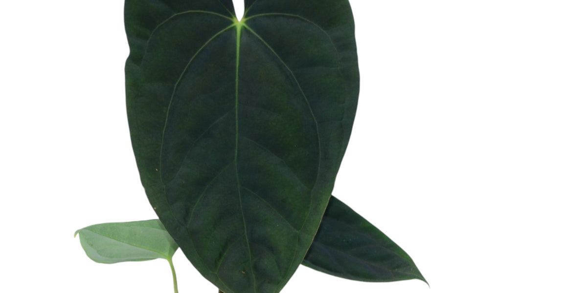 mihikatha anthurium centre Anthurium Midnight Moon — Ecuagenera Orquídeas del Ecuador