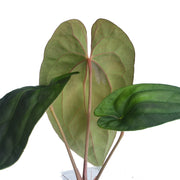 anthurium andean moon Anthurium Midnight Moon — Ecuagenera Orquídeas del Ecuador