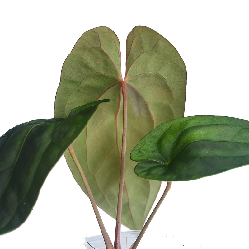 anthurium marea Anthurium Midnight Moon — Ecuagenera Orquídeas del Ecuador