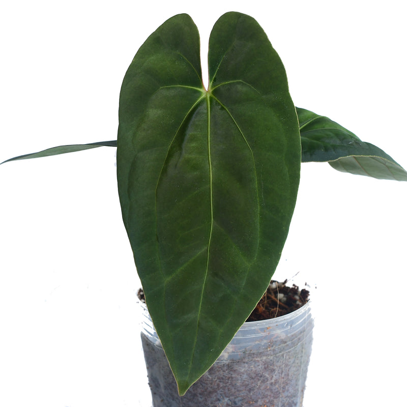 Anthurium Midnight Moon 'Inverse crossing'