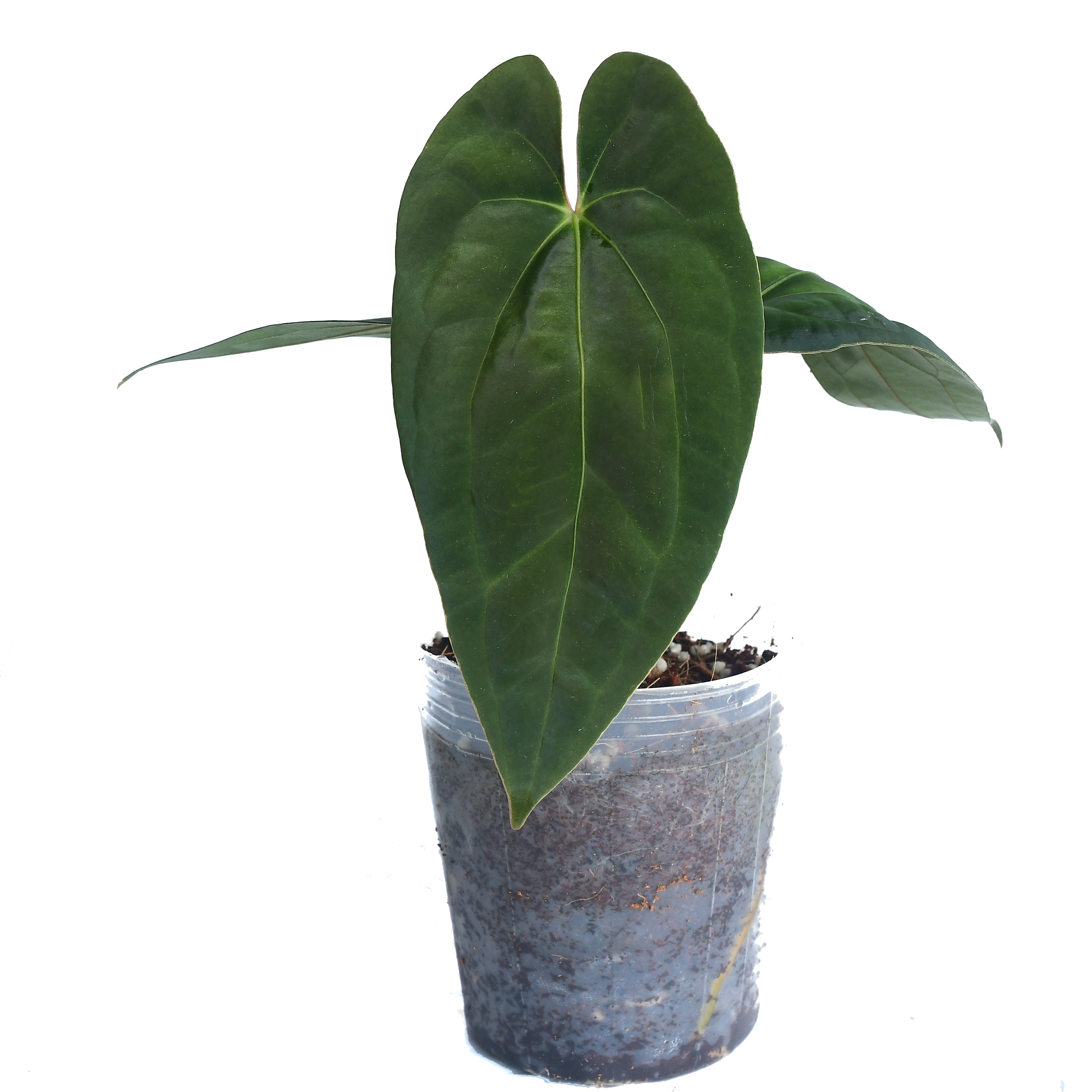 Anthurium Midnight Moon 'Inverse crossing' — Ecuagenera Orquídeas
