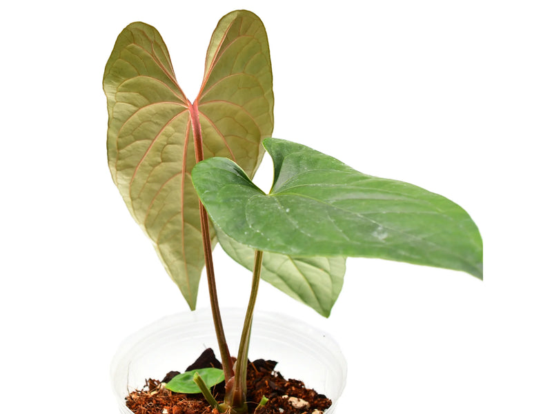 anthurium black jack Anthurium Moon Light — Ecuagenera Orquídeas del Ecuador