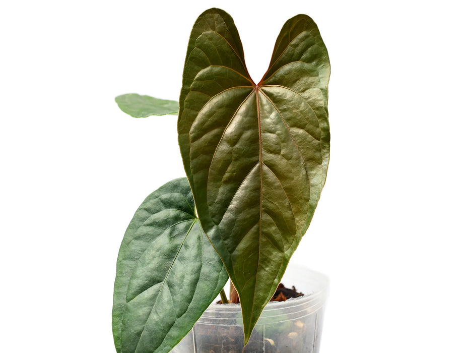 Anthurium Moon Light