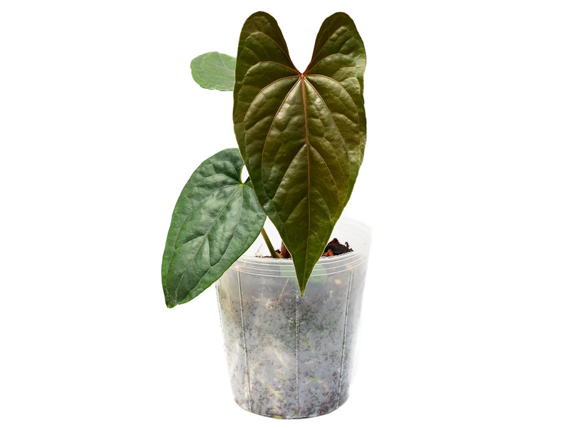 anthurium light Anthurium Moon Light