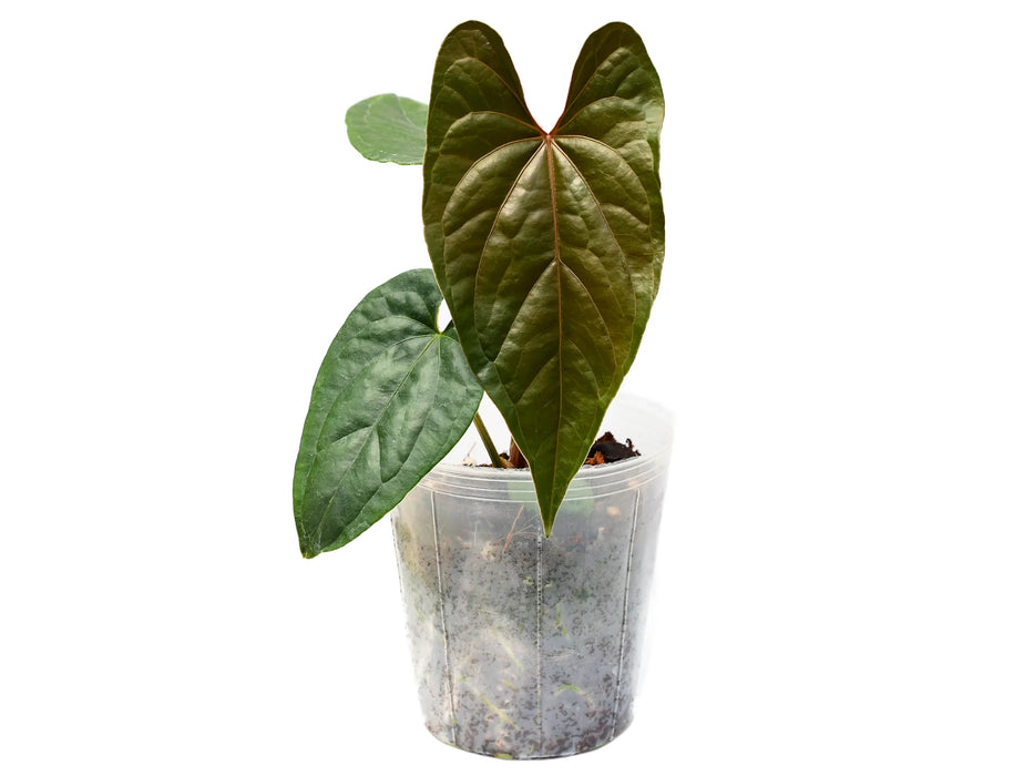 Anthurium Moon Light