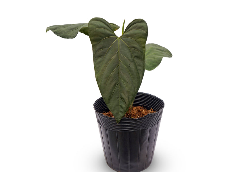 Anthurium Moonlight Night