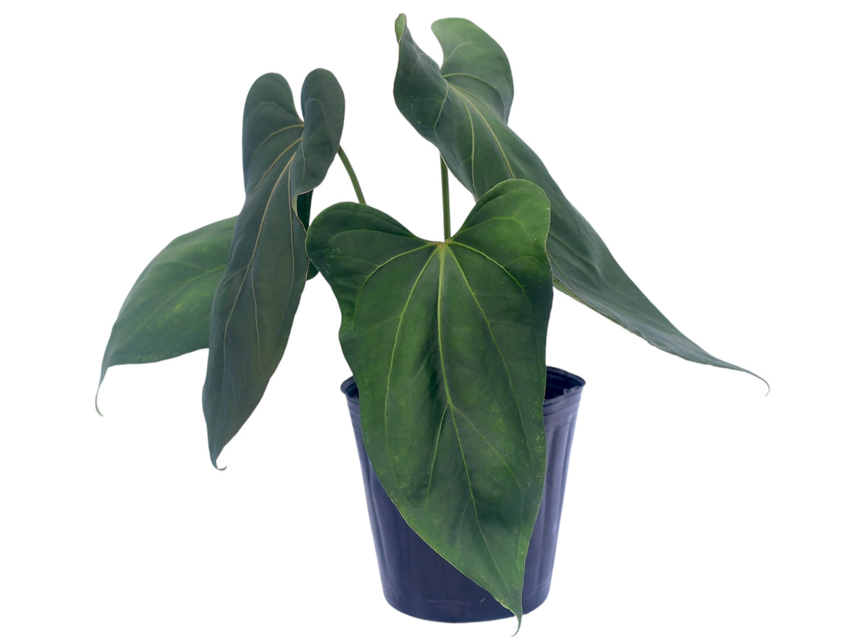 anthurium dark night Anthurium Moonlight Night