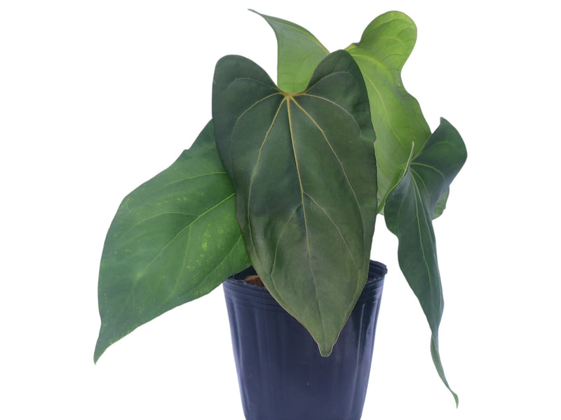 Anthurium Moonlight Night