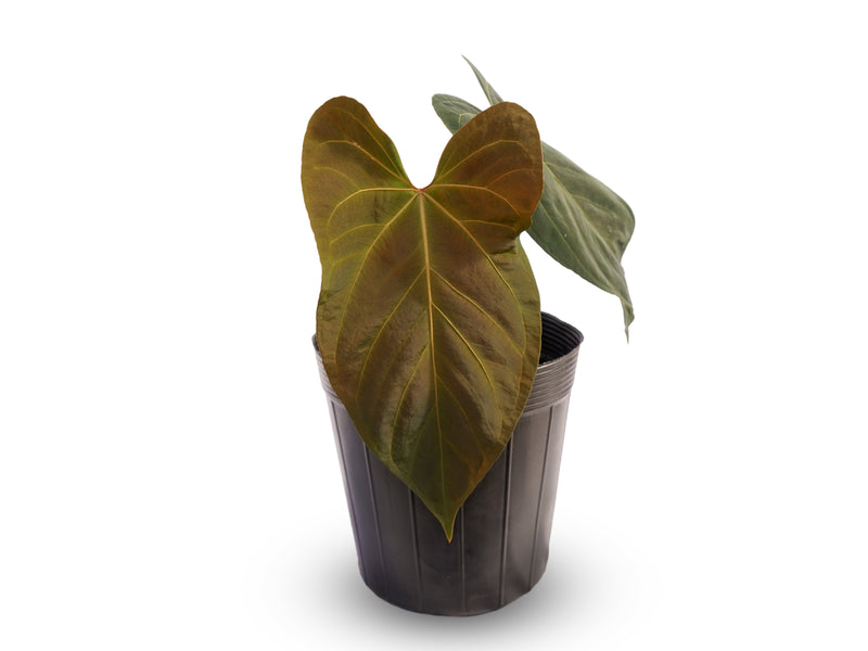 Anthurium Mountain Fantasy