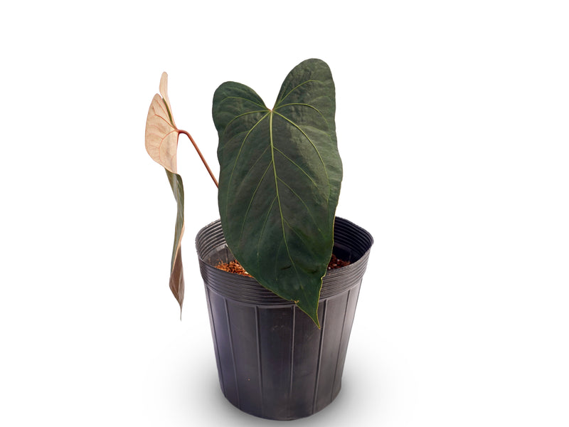 Anthurium Mountain Fantasy