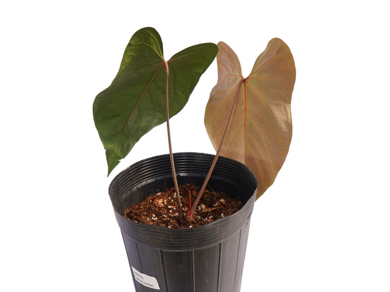 Anthurium Mountain Fantasy