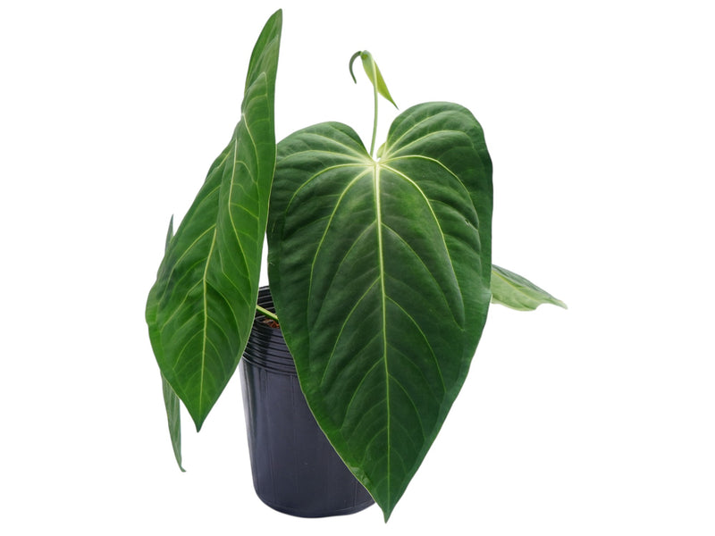 Anthurium Nebula Silky