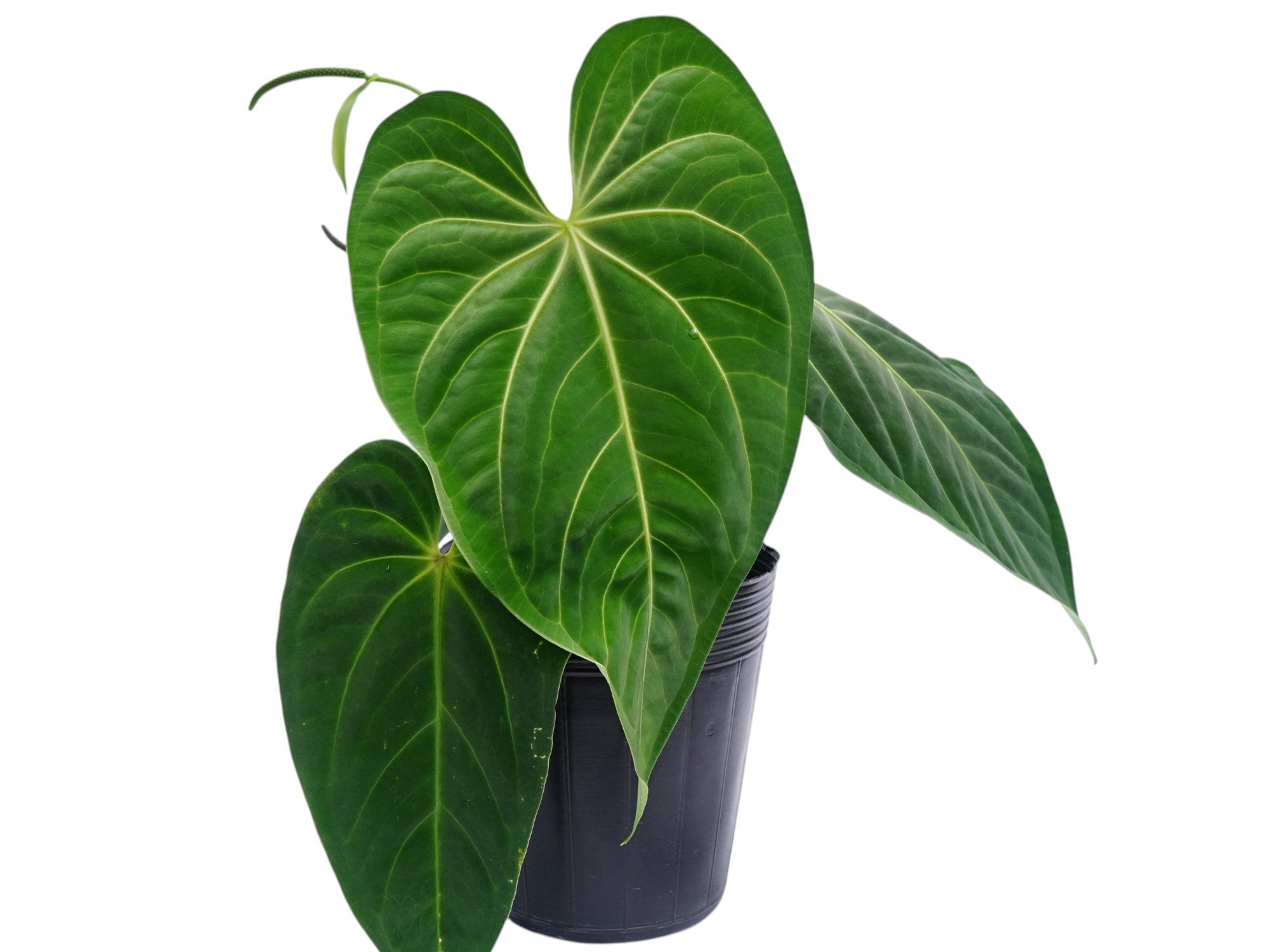 anthurium huilense Anthurium Nebula Silky