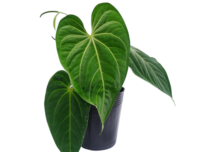 Anthurium Nebula Silky
