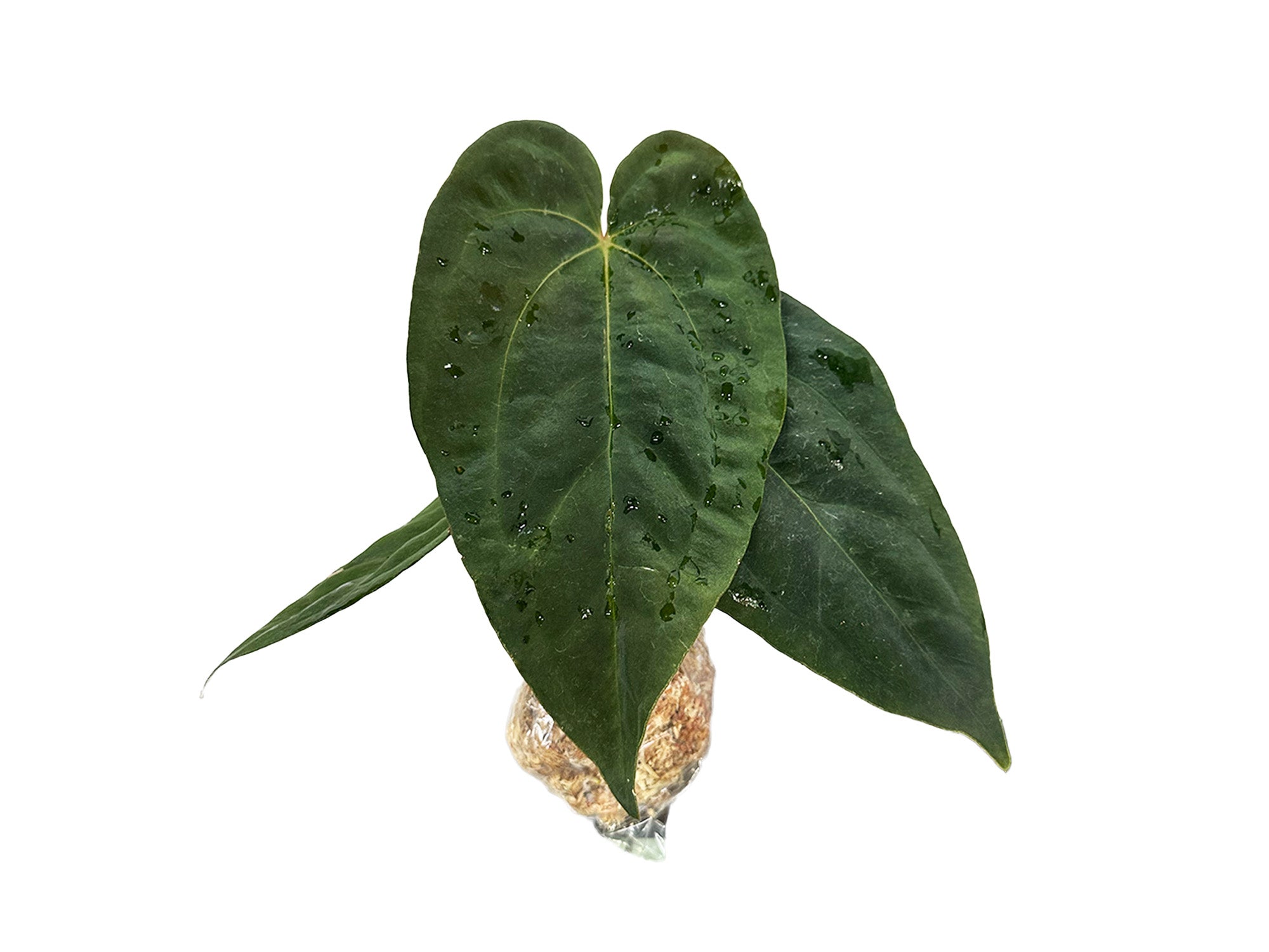 Anthurium Neon Lace — Ecuagenera Orquídeas del Ecuador