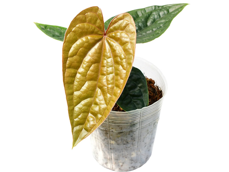anthurium tropic night Anthurium Night Wish