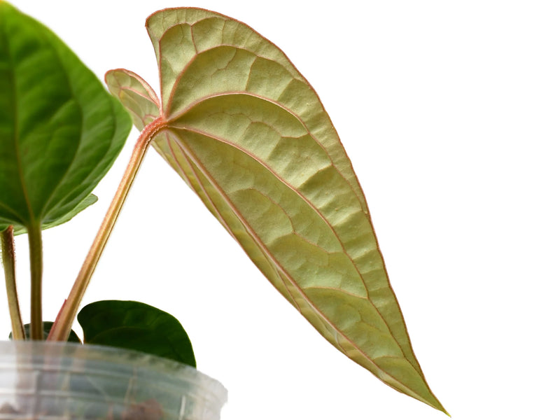 anthurium tropic night Anthurium Night Wish