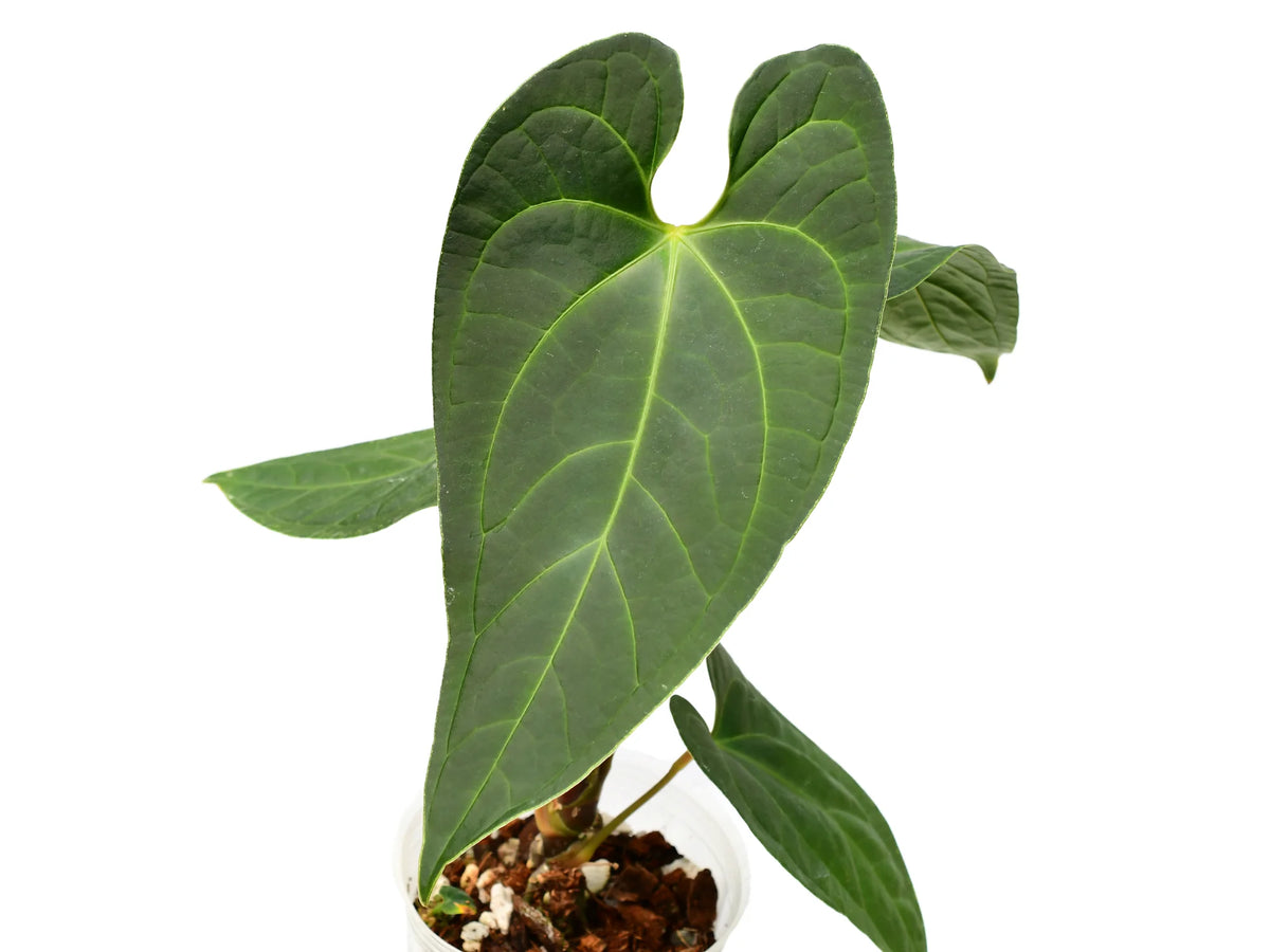 anthurium libertii Anthurium Noah Liberty
