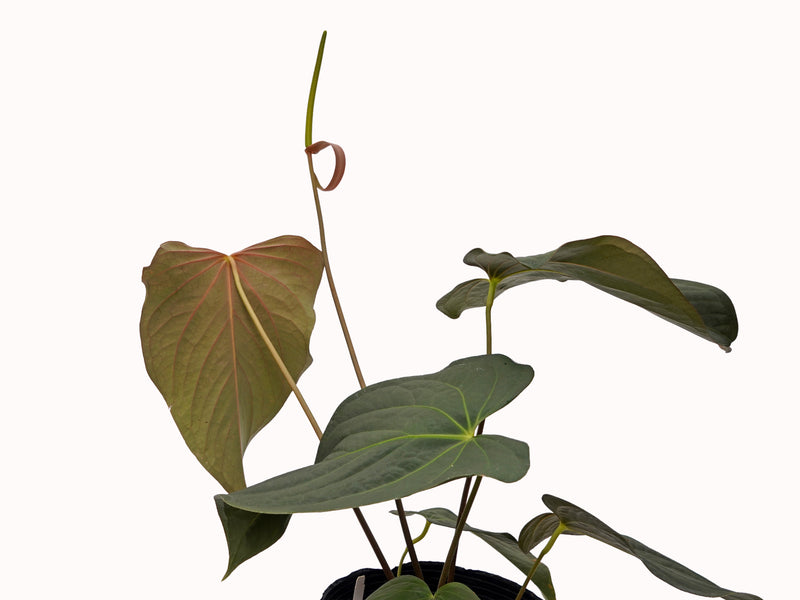 Anthurium Nocturne Plush